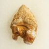 Squalodon sp. - Image 3