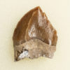 Squalodon sp. - Image 2