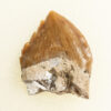 Squalodon sp. - Image 3