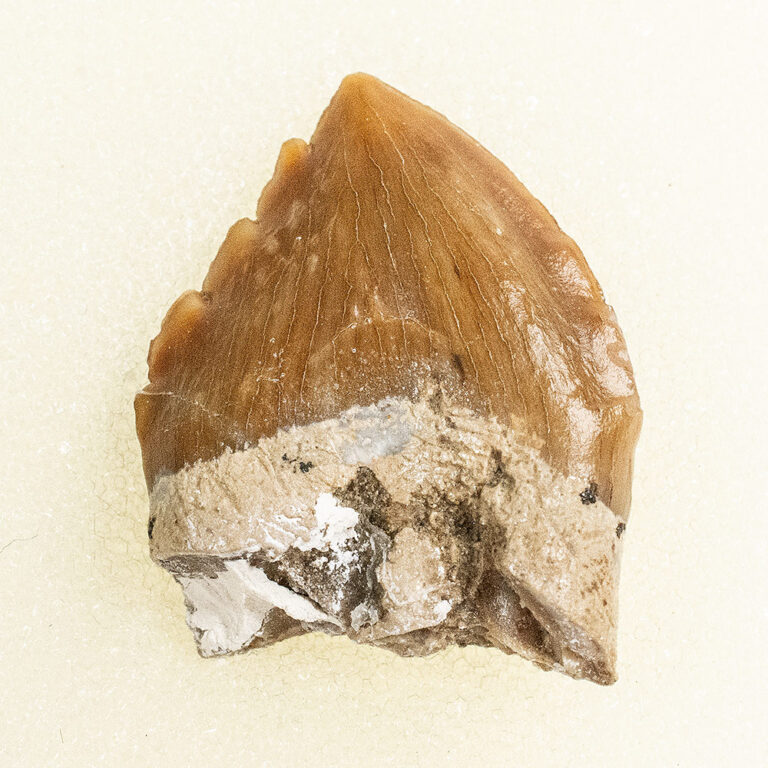 Squalodon sp.