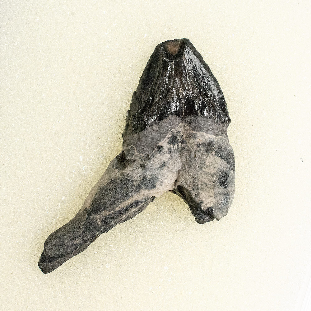 Squalodon sp.