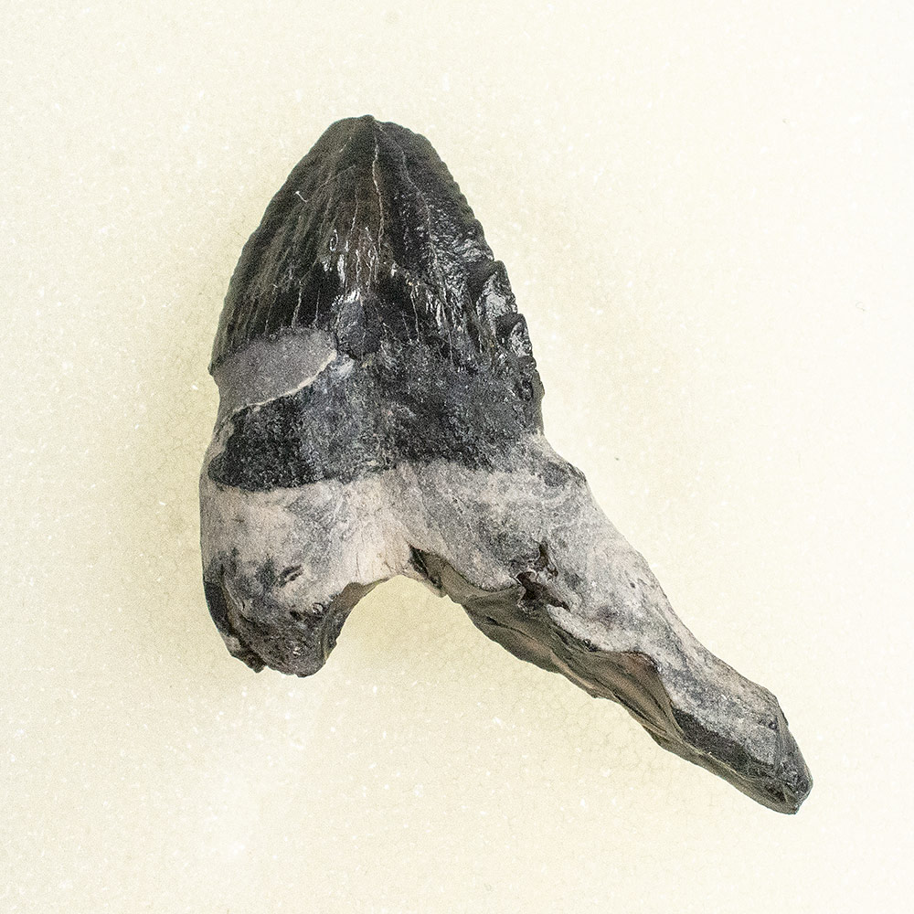 Squalodon sp. - Image 3