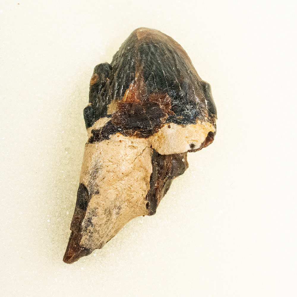Squalodon sp.
