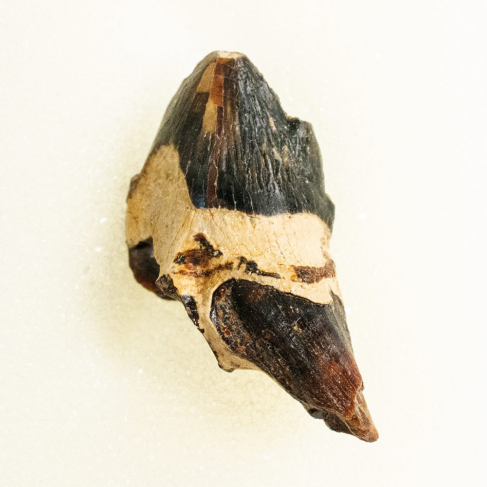 Squalodon sp. - Image 3