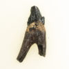 Squalodon sp. - Image 2
