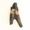 Squalodon sp. - Image 3