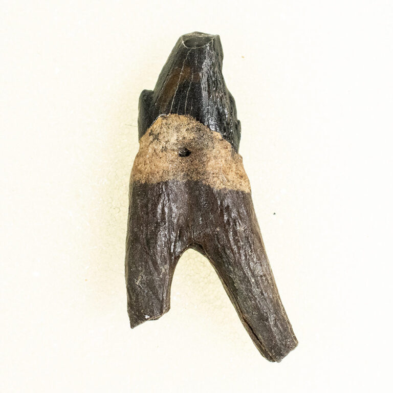 Squalodon sp.