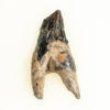 Squalodon sp. - Image 2