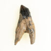Squalodon sp. - Image 3