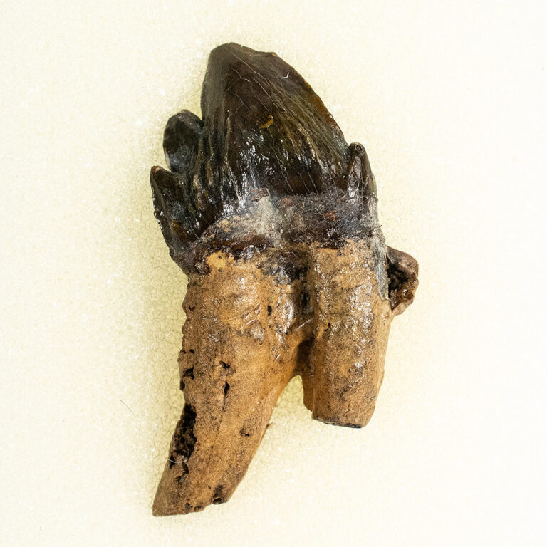 Squalodon sp.
