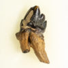 Squalodon sp. - Image 3