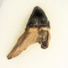 Squalodon sp. - Image 2