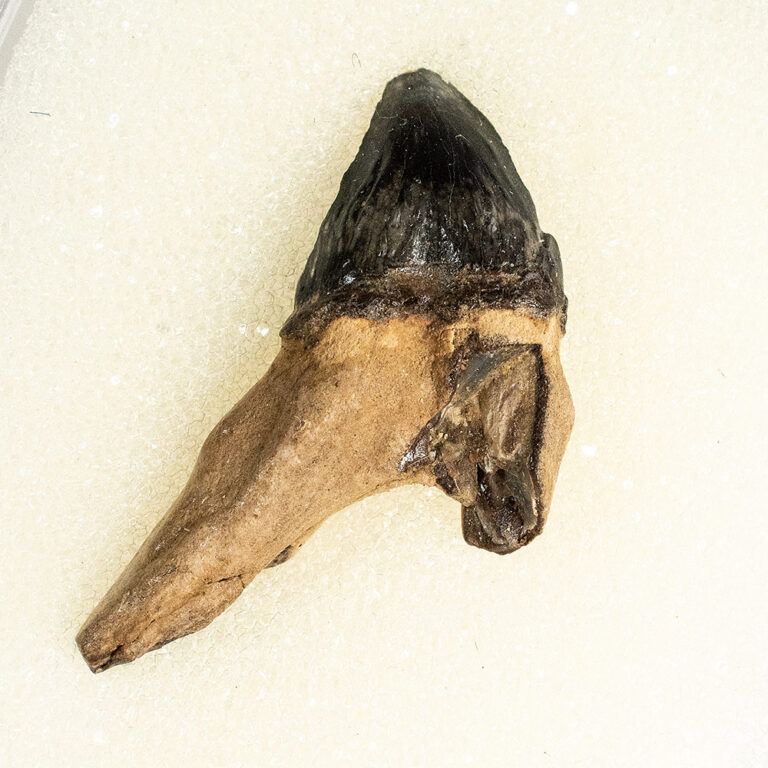 Squalodon sp.