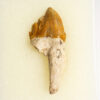 Squalodon sp. - Image 2