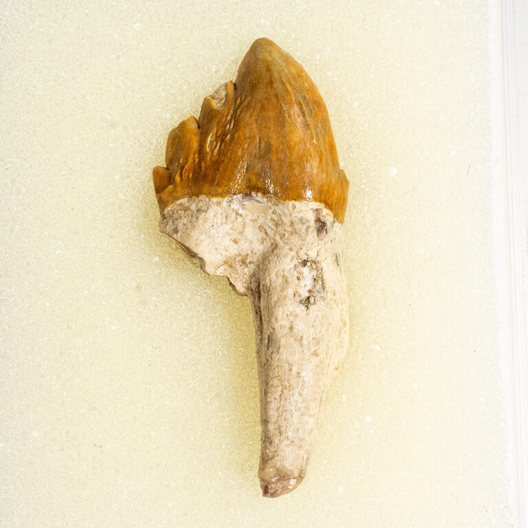 Squalodon sp.