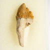 Squalodon sp. - Image 3