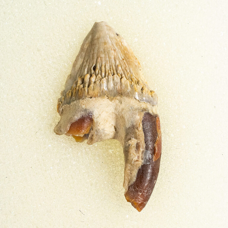Squalodon sp.