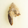 Squalodon sp. - Image 3