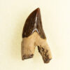 Squalodon sp. - Image 3