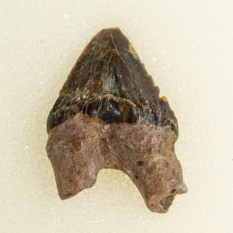 Squalodon sp.