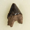 Squalodon sp. - Image 3
