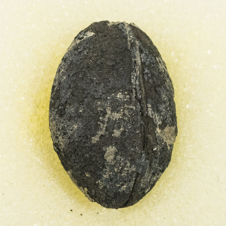 Nut - London Clay