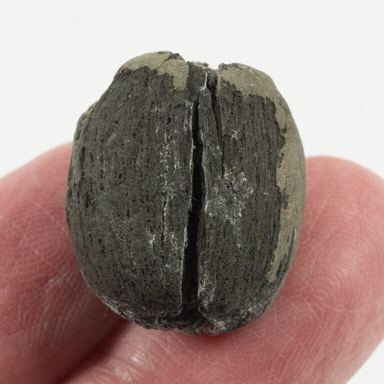 Nut - London Clay