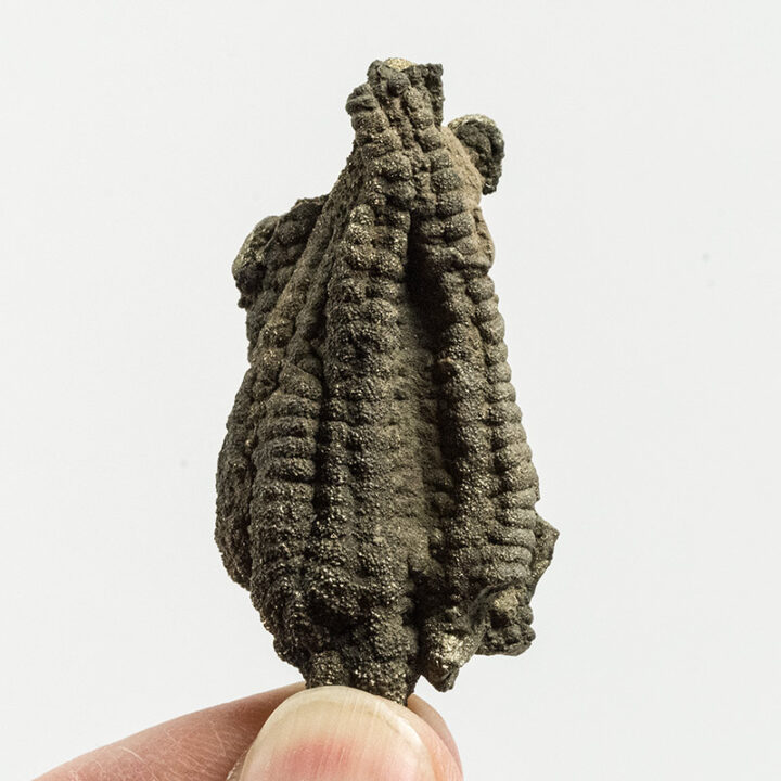 London Clay Starfish - Coulonia