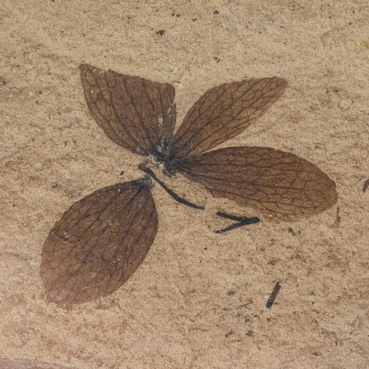Astronium truncatum