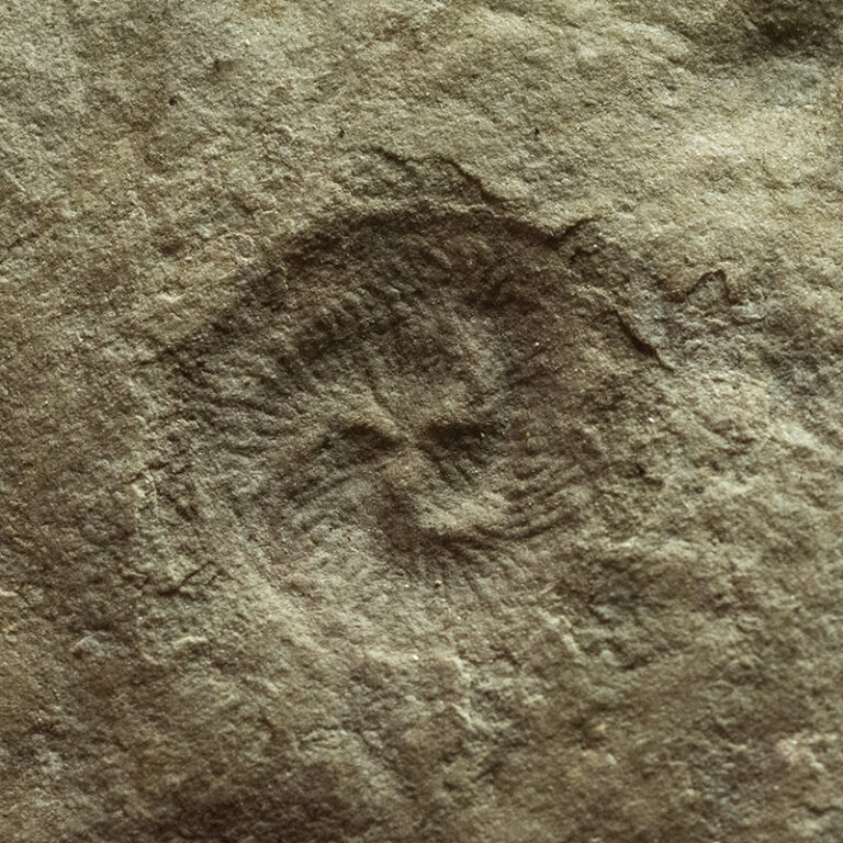 Precambrian Tribrachidium heraldicum, The Natural Canvas