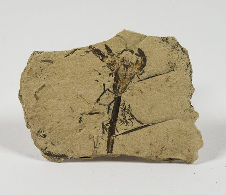 Williamsonia sp. Flower
