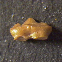 Kuehneotherium praecursoris Kermack and Mussett, 1968