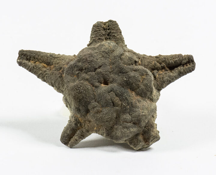 Coulonia colei Forbes 1852 - Starfish
