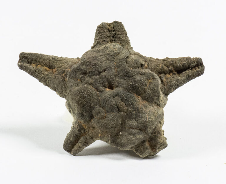 Coulonia colei Forbes 1852 &#8211; Starfish, The Natural Canvas