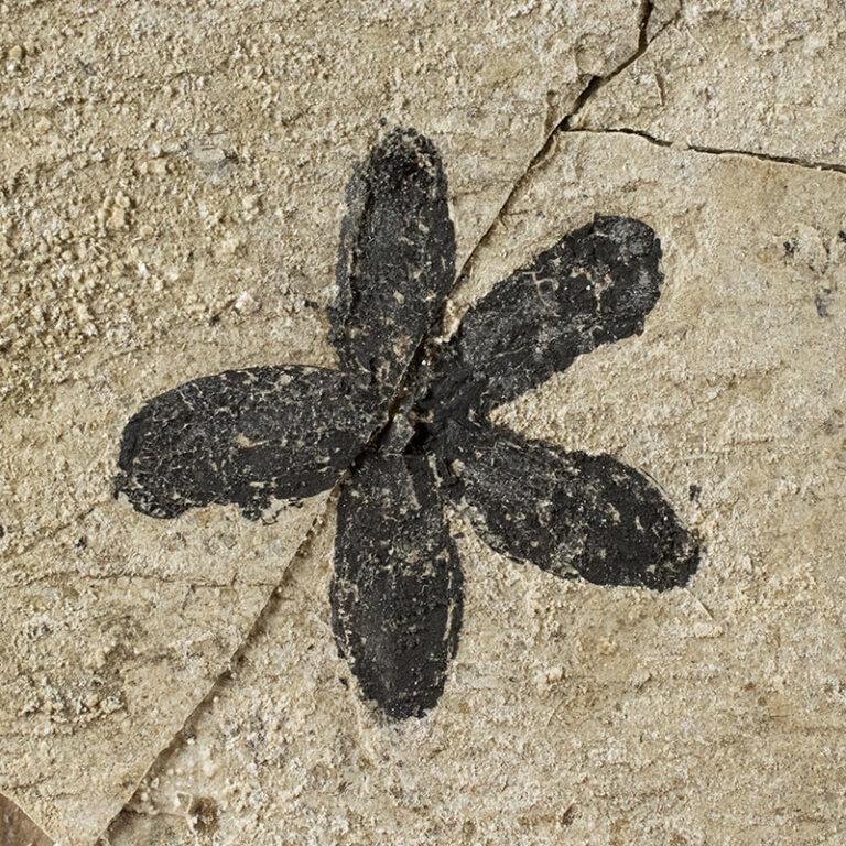 Chaneya sp., The Natural Canvas