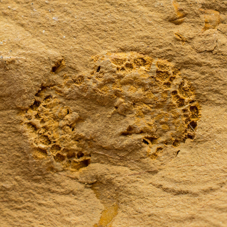 Cambraster tastudorum