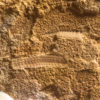Cambrian Palaeoscolecid Worm from Tasmania - Image 3