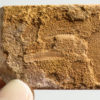 Cambrian Palaeoscolecid Worm from Tasmania - Image 2