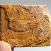 Cambrian Palaeoscolecid Worm from Tasmania - Image 4