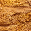 Cambrian Palaeoscolecid Worm from Tasmania - Image 5
