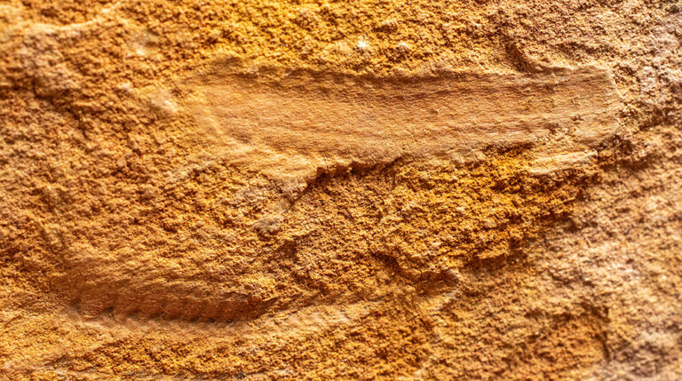 Cambrian Palaeoscolecid Worm from Tasmania, The Natural Canvas