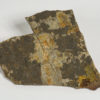 Jeholotriton paradoxus - Image 2