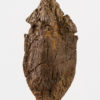 Nipa burtinii - Palm Fruit - Image 2