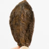 Nipa burtinii - Palm Fruit - Image 2