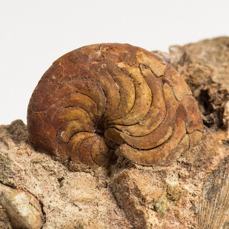 Aturia aturi
