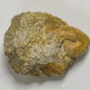 Oecoptychius refractus - Image 2