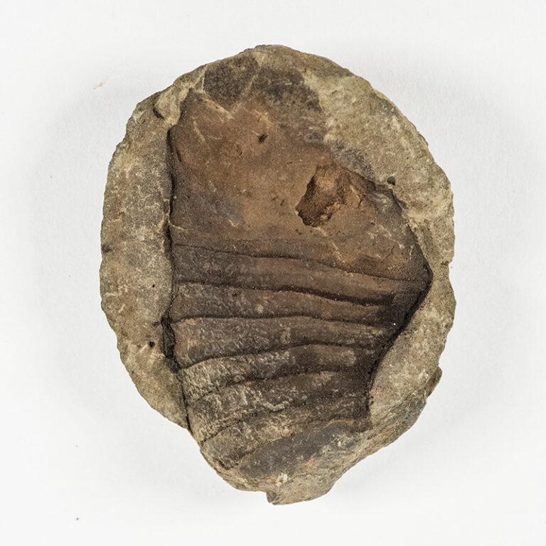 Bolivian Nautiloid - Orthoceras steinmanni, Kozlowski 1923