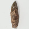 Pseudopalatus sp. - Image 4