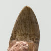 Pseudopalatus sp. - Image 3