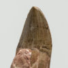 Pseudopalatus sp. - Image 2